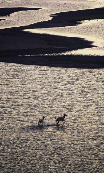 一些马和一只狗穿越一个浅水区域