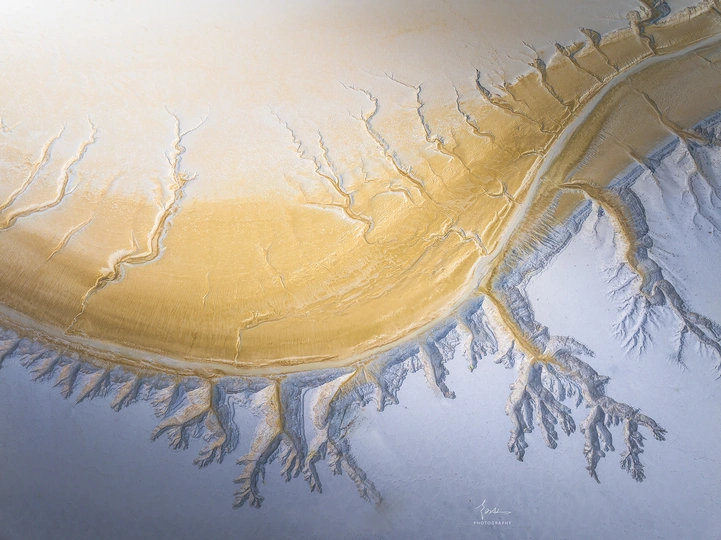 雪覆盖的树的近景