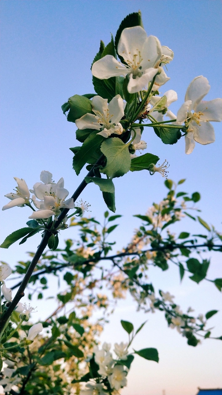 小村花开