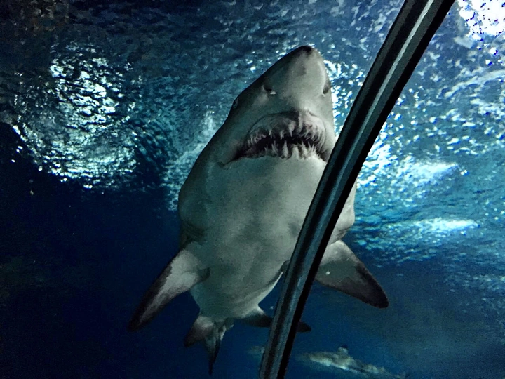 鲨白舔🦈🦷～