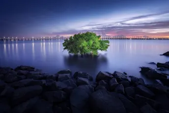 夕阳下湖心小岛上的孤树