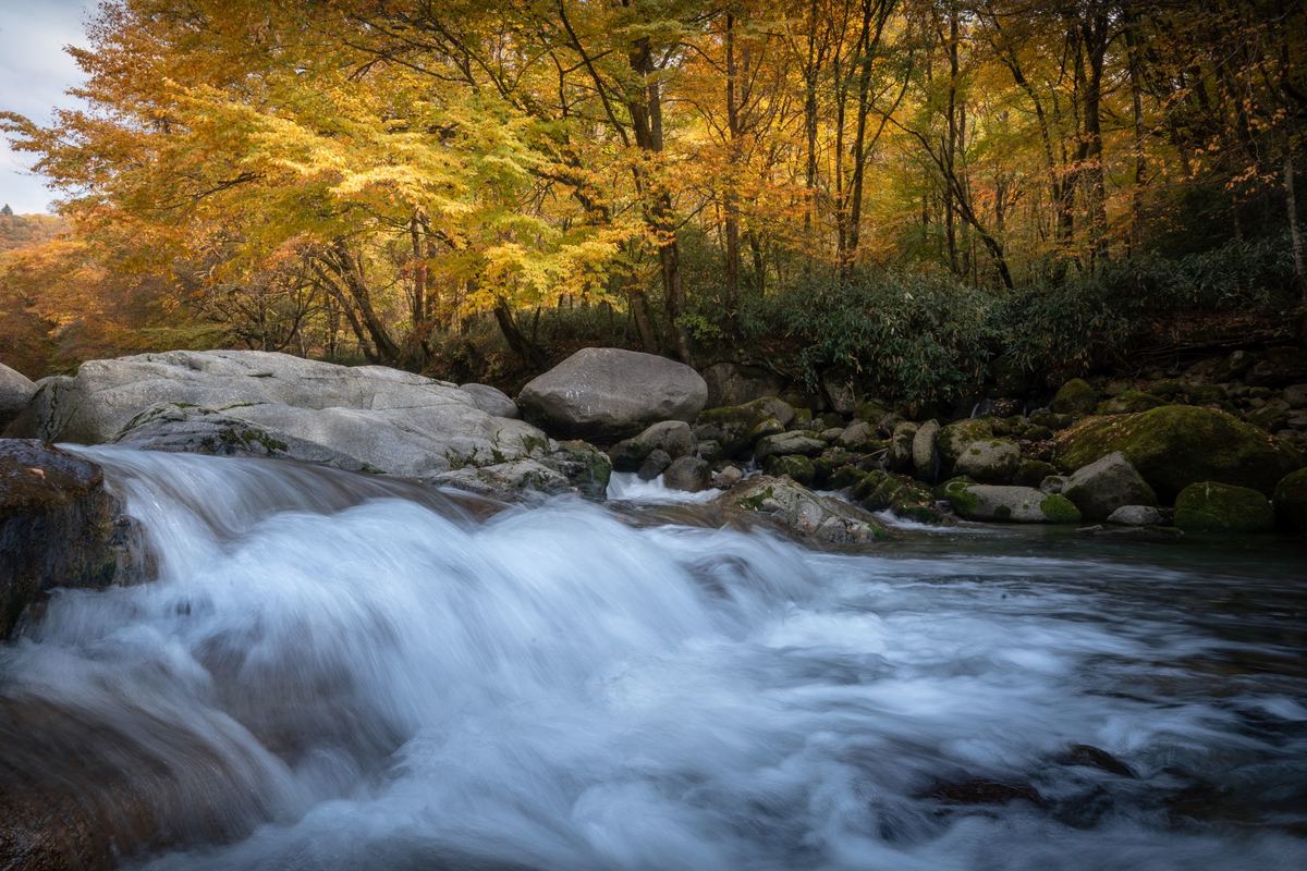 一条小溪穿过森林 河岸上有岩石和树木。