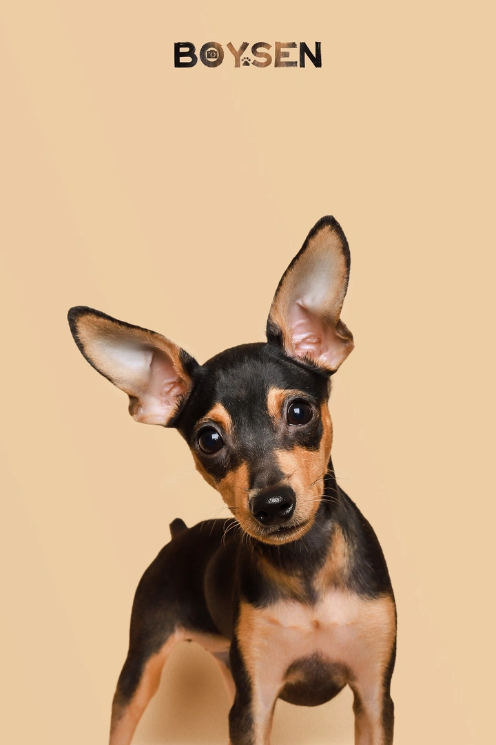 分享一只小鹿犬