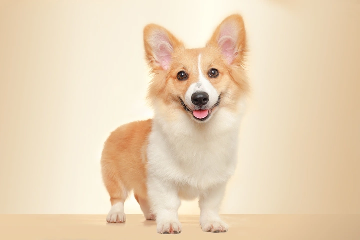 一只叫黄油的柯基犬