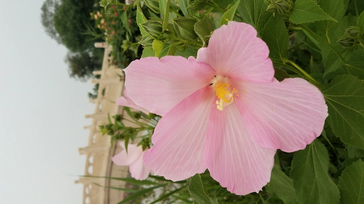 大麦熟花