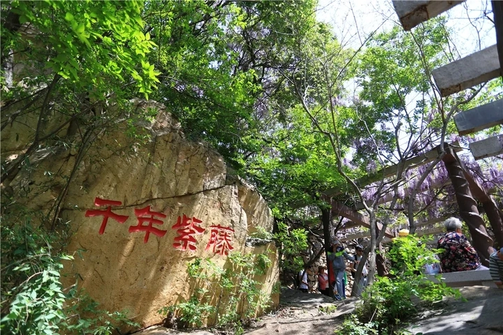 千年紫藤与百年香椿