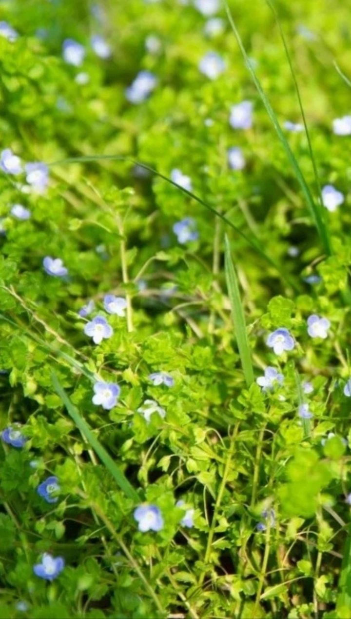 芳草萋萋
