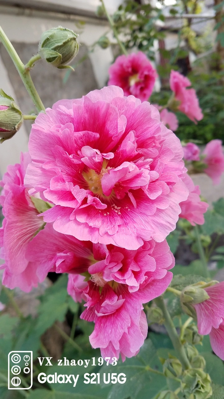 蜀葵
