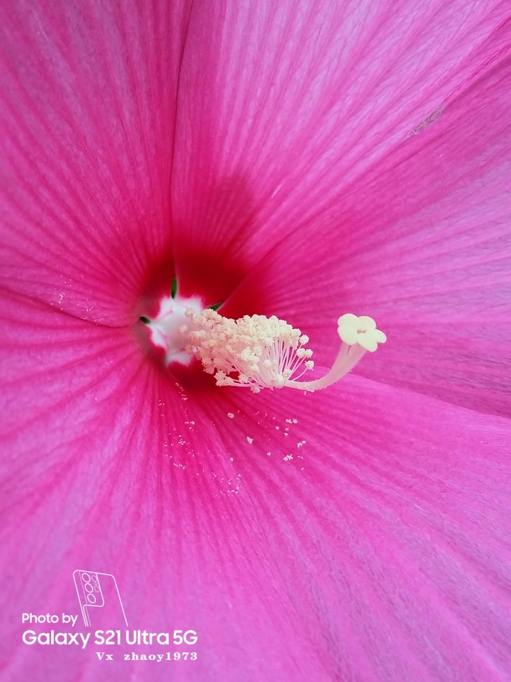 花芯