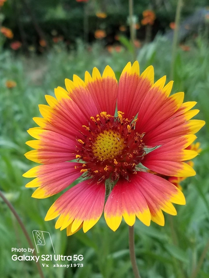 天人菊
