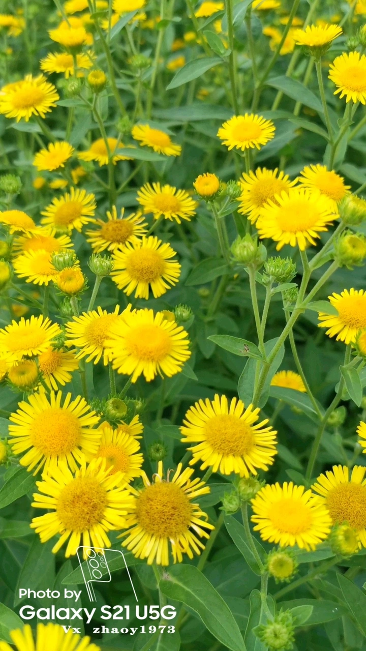 野雏菊