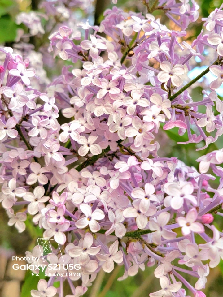 紫丁香花簇