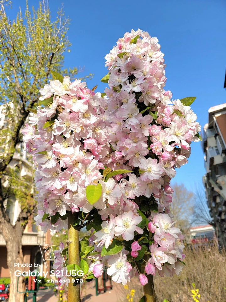 花簇