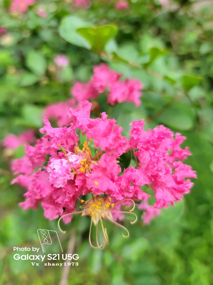 【百花谱】紫薇