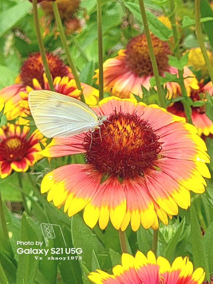 蝶恋花
