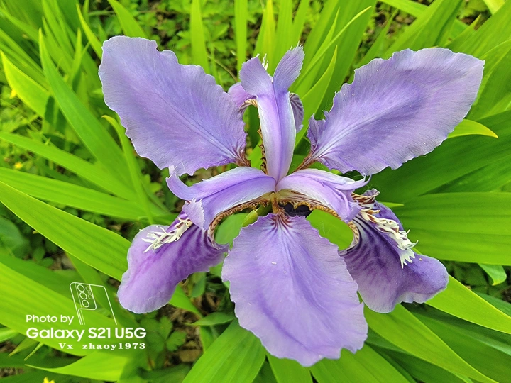 【百花圃】鸢尾