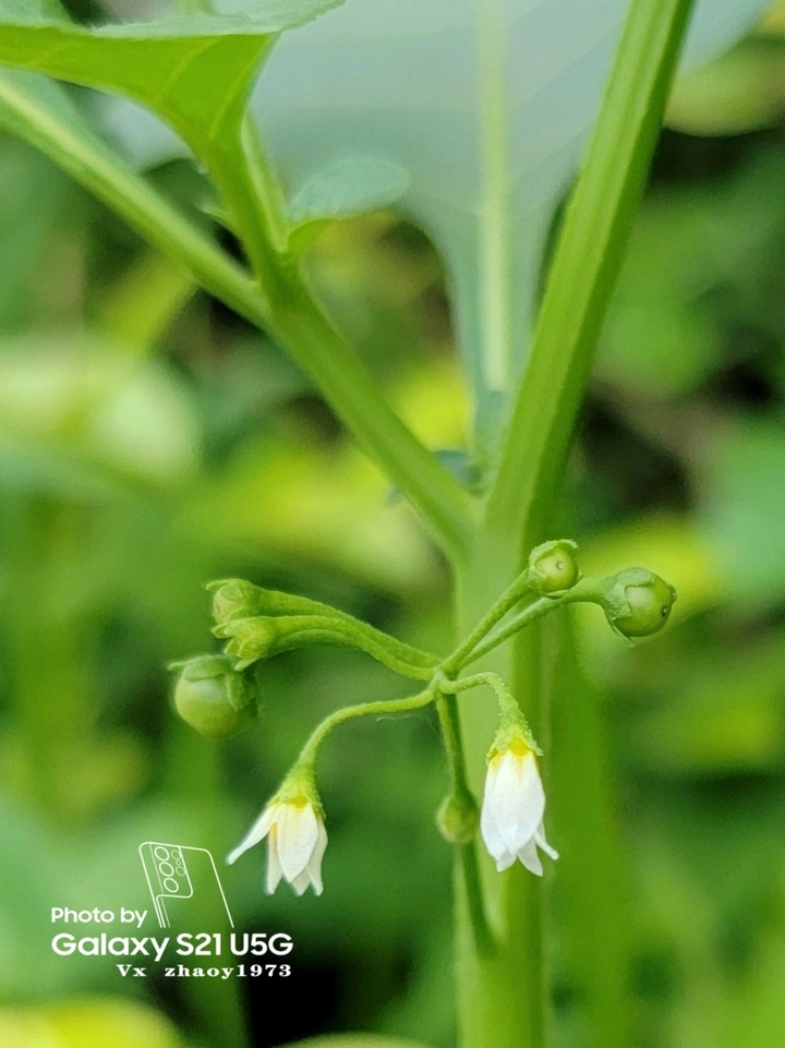 【百花谱】龙葵