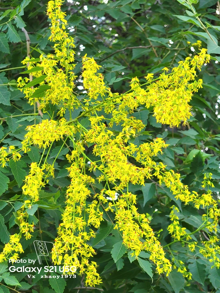 【百花谱】栾树花