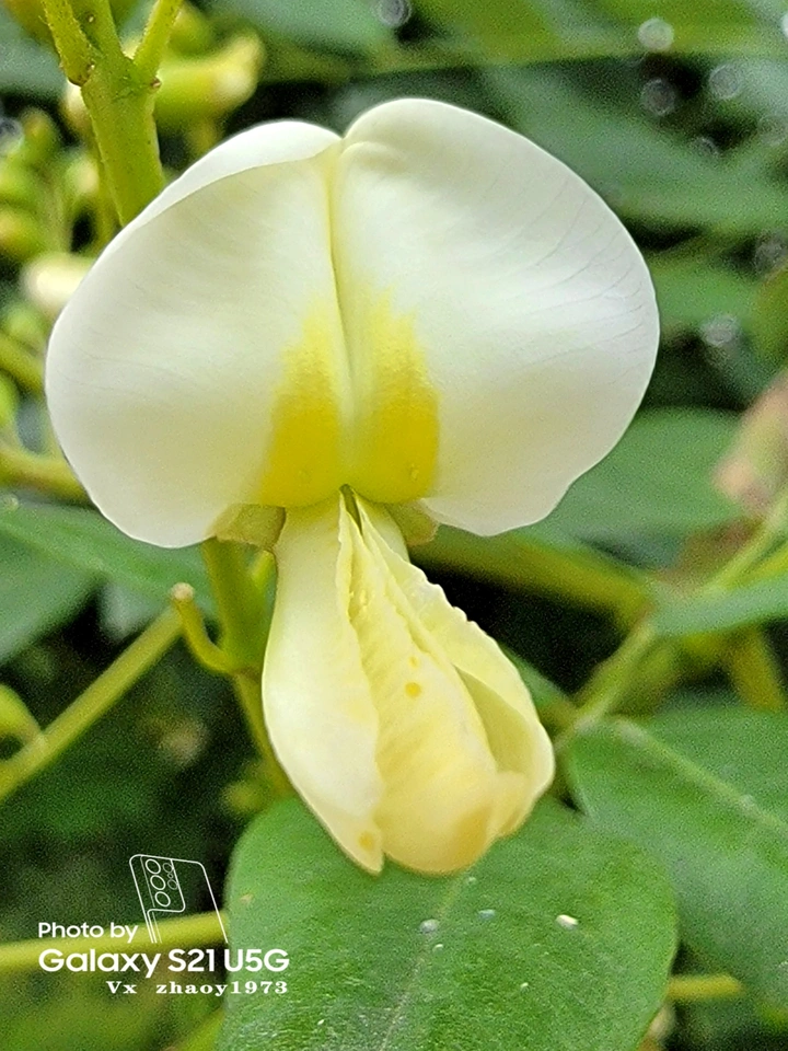 【百花谱】槐花