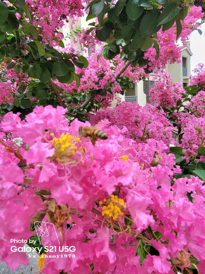 【百花谱】紫薇
