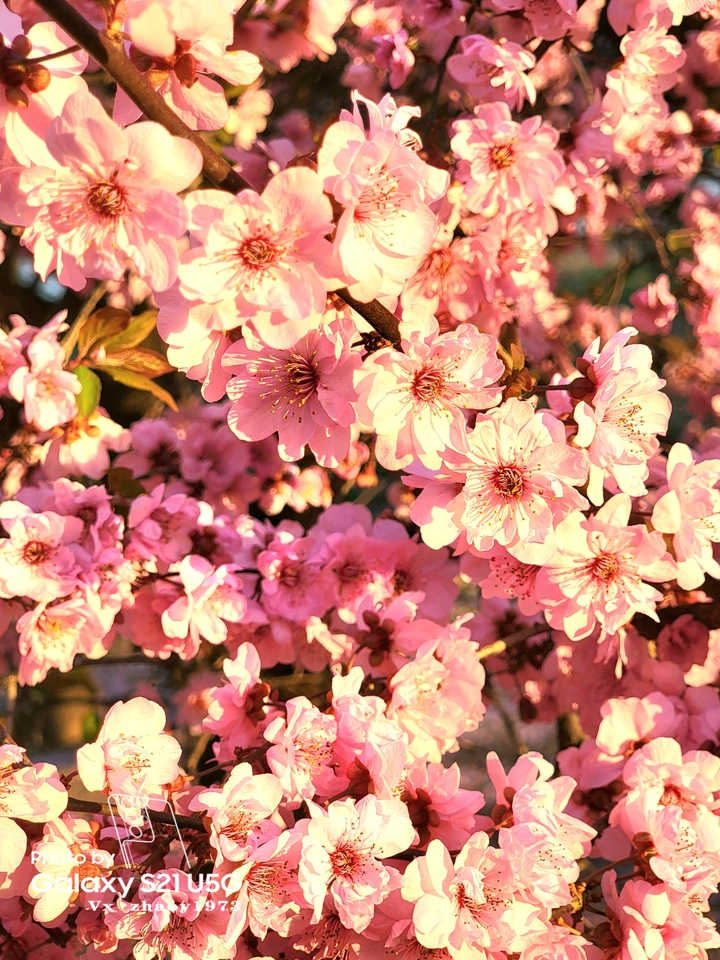 繁花似锦