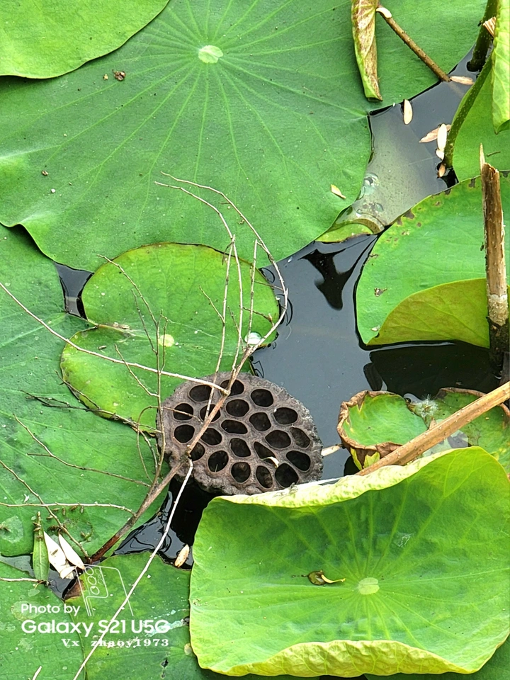 枯荷