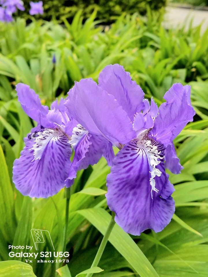 鸢尾