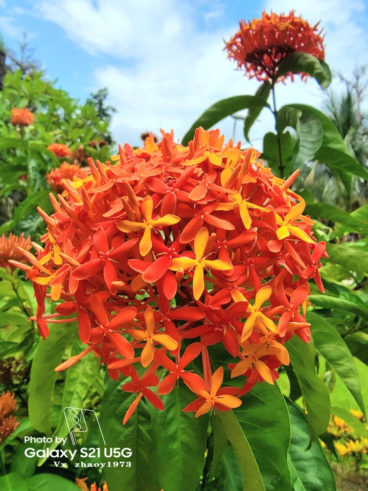 龙船花