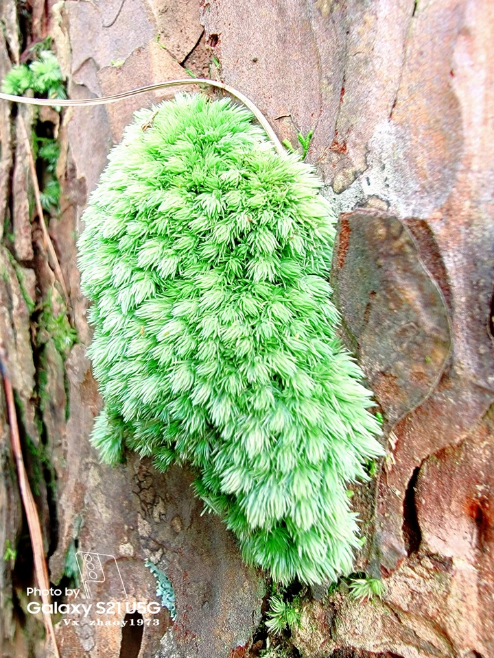 白头苔藓