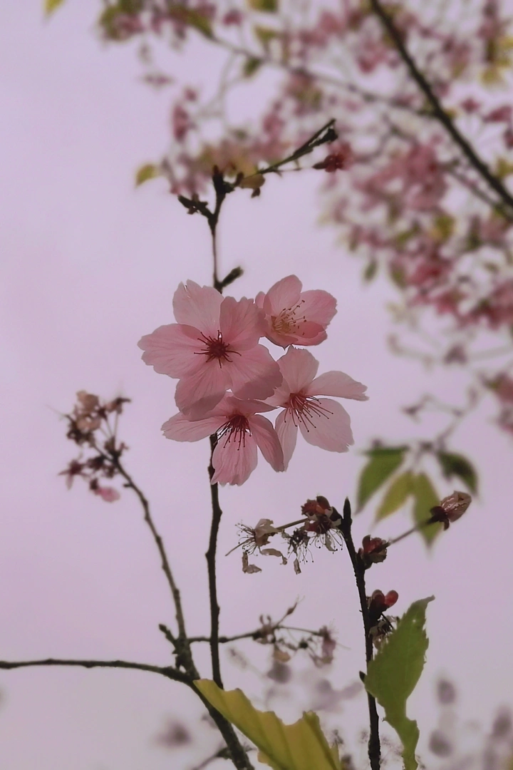 樱