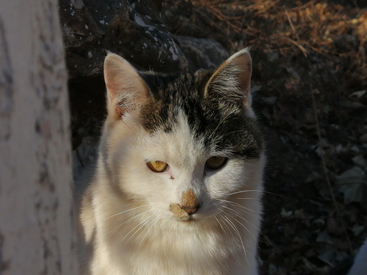 冬天的猫猫！