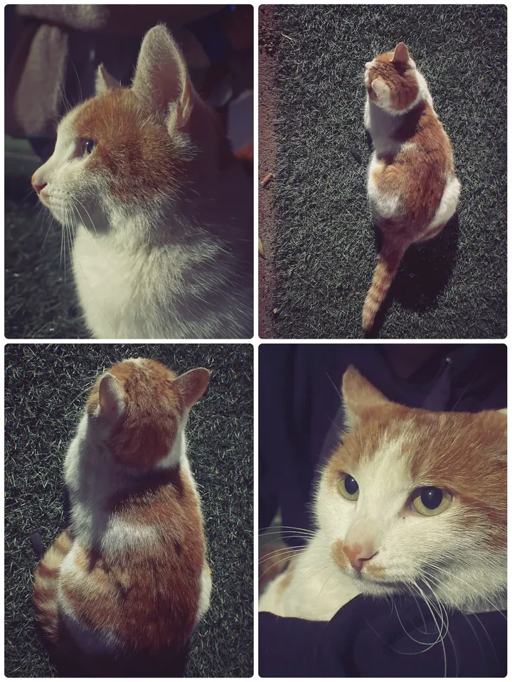 秋天的猫猫