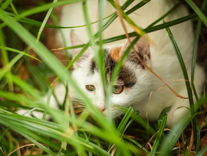 猛兽出没