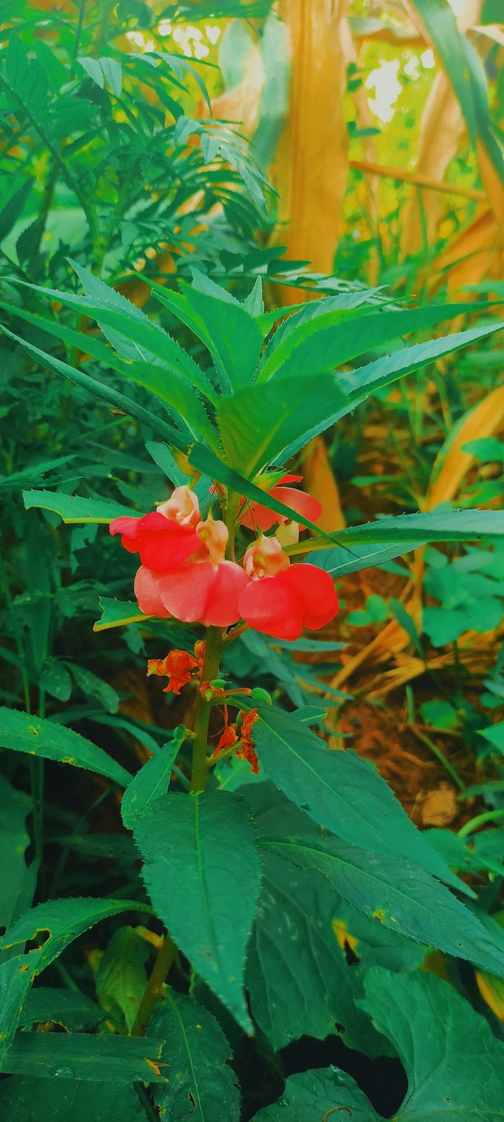 家乡的花与甜梨！满满的夏日味道！