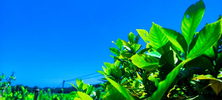 夏日晴空下的绿叶