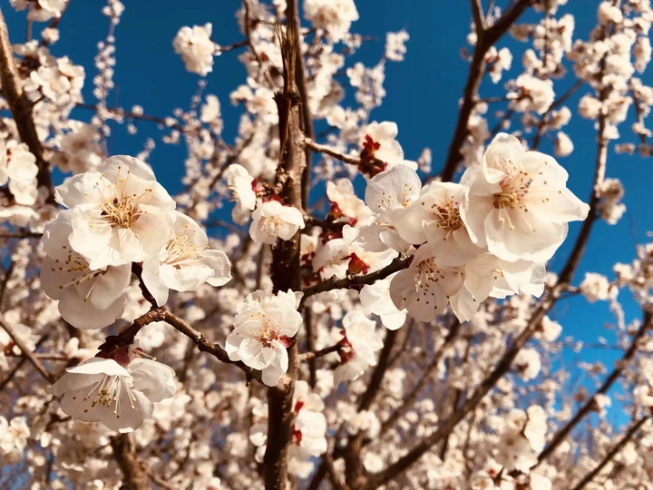 flowering🌼
