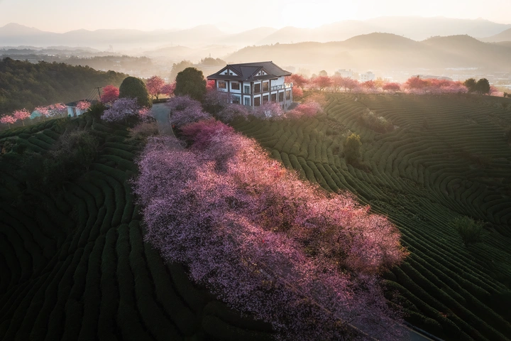 樱花红陌上