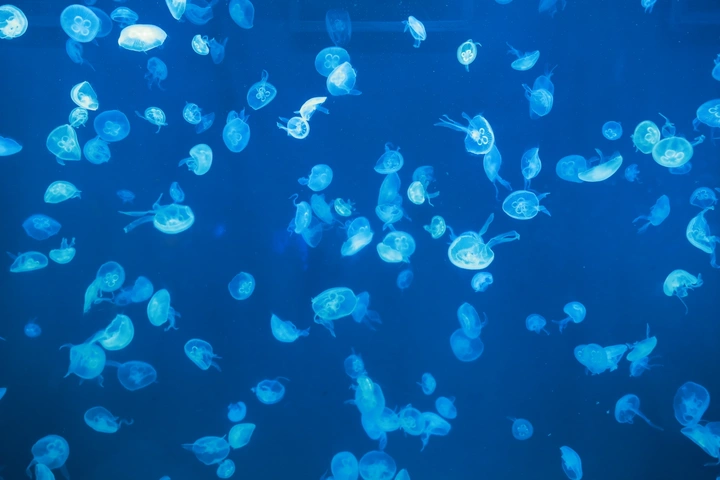 蓝