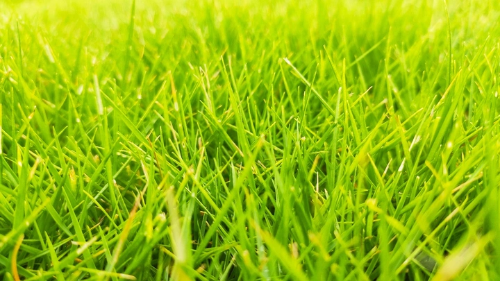 草坪实拍绿油油草地小草