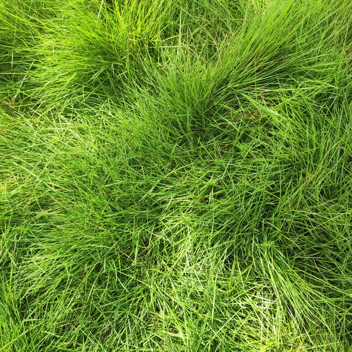 草坪草地绿草如茵