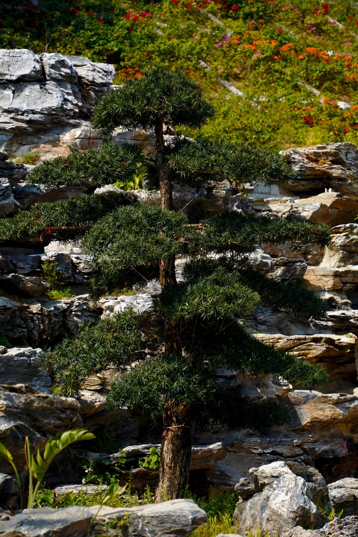 岩石一棵树迎客松