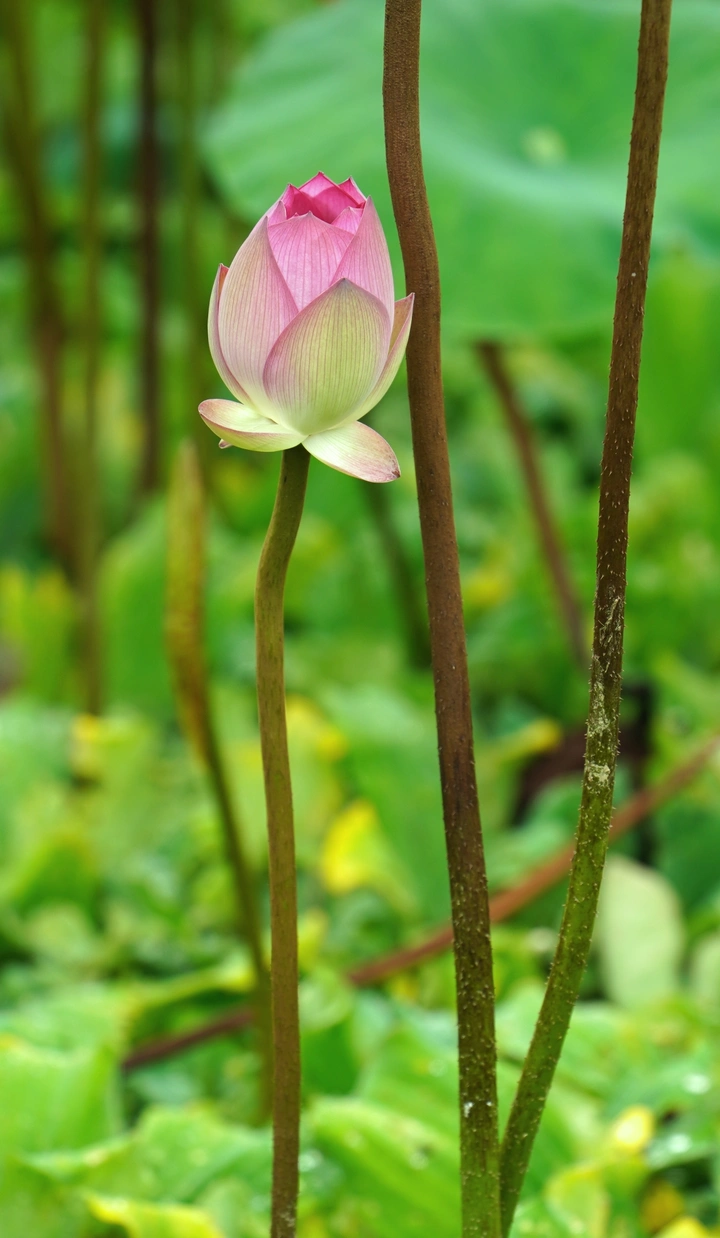 池塘里的荷花