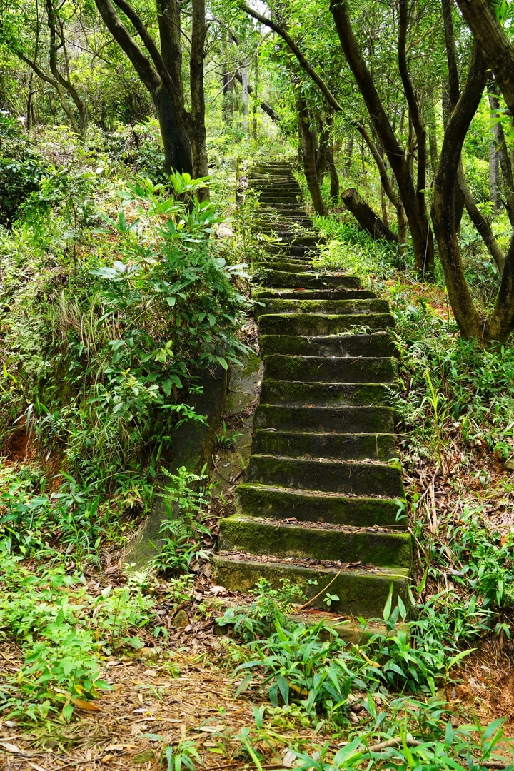 山林树木台阶古道