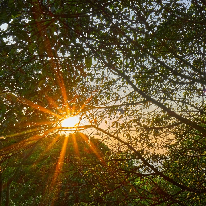 透过树木的阳光深圳凤凰山森林公园