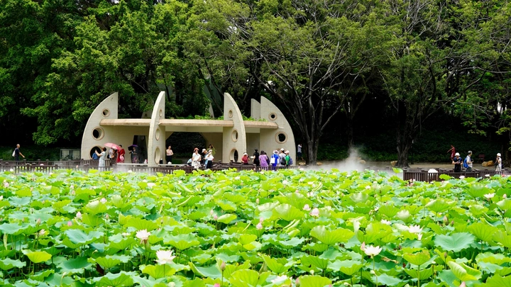洪湖公园游客赏花