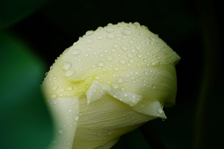 白荷花上的水珠