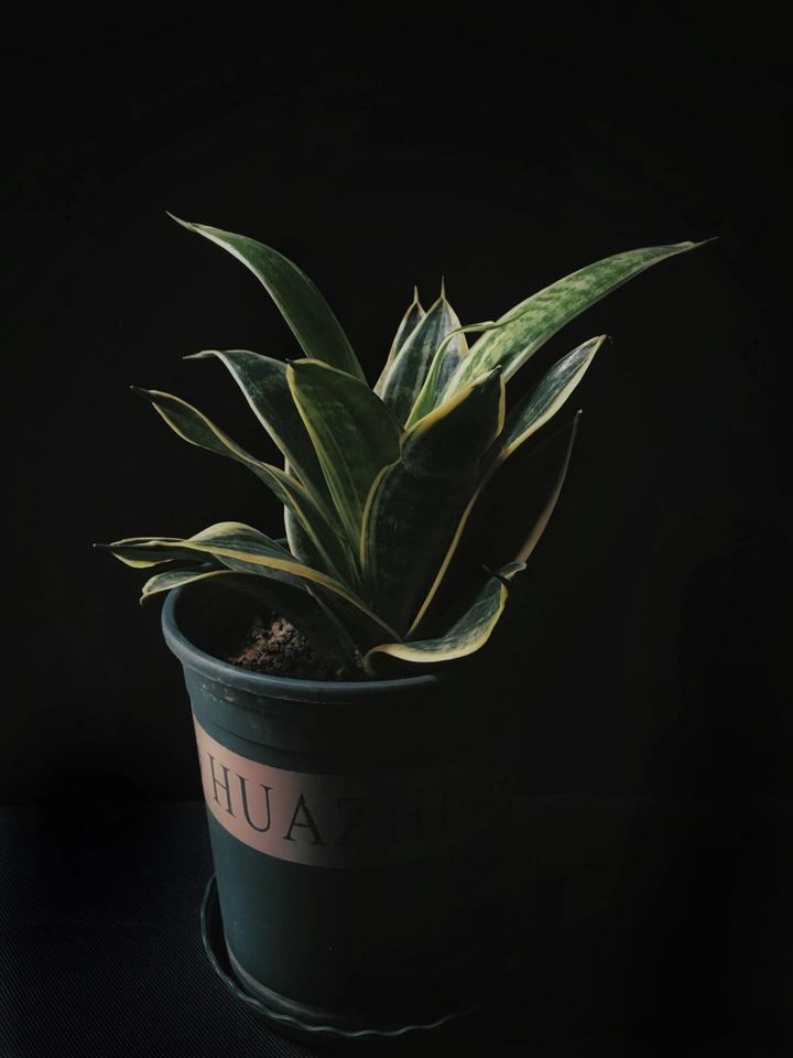 《虎皮兰》