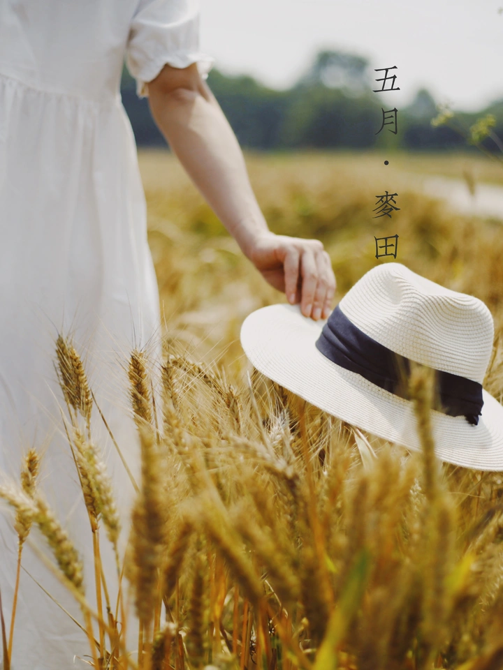 五月的麦田