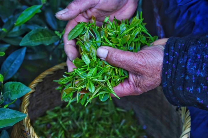 茶人与茶