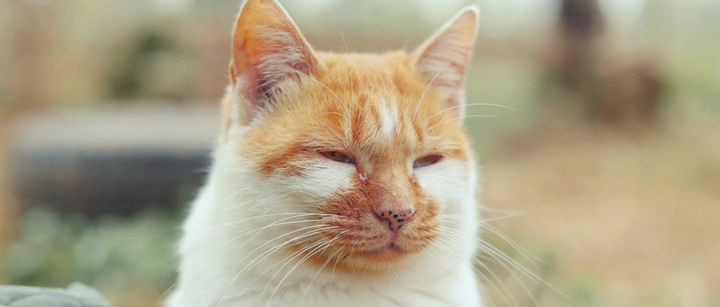 猫咪救援基地的一天